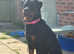 Female rottweilers for sale