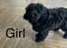 Beautiful f1 Cockapoo pups