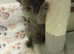 6 week ragdoll, short haired girl kittens x2