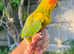 Hand reared sun conures for sale