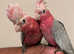 1 Left Baby Handreared Friendly Silly Tame Affectionate Galah Cockatoo