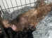 Yorkie puppies