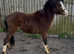 Welsh section colt
