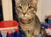 PLEASE READ THE ADD FIRST FEMALE KITTEN