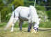 Rare Max White Partbred Falabella Filly