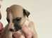 KC Registered Whippet Puppies