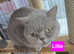Lilac British Shorthair
