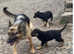 Stunning German Shepard x Collie one dog left