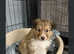 Kc registered Shetland sheepdog puppies