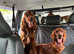 Stunning 1year old female /Male not related 9 Month old