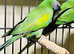 Very beautiful young darbyan parrot
