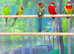 Rosella