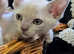 2 left EU bloodlines with International Ch. in pedigrees,Outstanding quality pedigree Burmese kittens
