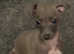 1 beautiful kc Italian greyhound girl looking for her forever home