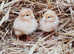 Female chicks / chicken / hens