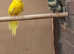 kakariki birds seeking new home