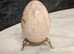 FOSSIL POLISHED EGG On Stand
