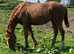 Beautiful chestnut unbroken Irish filly 15.3h 3yo