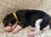 5 Generation KC registered beagle puppies.