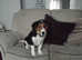 Bordie Beagle available for rehoming