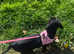 Miniature dachshund puppy for sale