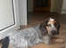 Basset cross spaniel tri coloured