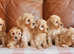 Stunning Health Tested F1b Cavapoo Puppies
