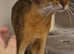 Purebred Abyssinian boy