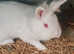 Pure white red eye albino female rabbit