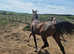 8yr purebred arab mare showing endurance hacking