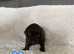 cocker spaniels puppies