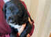 5 Black and white Cocker spaniels for sale