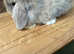 MINI LOP BUNNIES - PEDIGREE