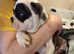 Boston Terrier/English Bulldog puppies