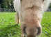 Shetland Foal rising 1 year