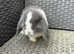 SOLD . Friendly Mini lop buck.