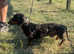Stunning dapple miniature dachshund dog