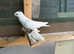 Pigeons