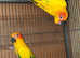 Sun conure pair 10 years old