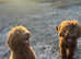 Amazing Spanish Water Dogs  :)