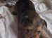 Shorkie terrier mix puppies