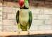 Stunning male alexandrine parrot Hundred percent feathers