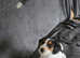 Fox terrier x spaniel