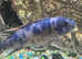 Huge variety of Malawi cichlids