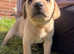 Kc registered working Labrador puppies