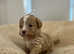 4 beautiful Cavapoochon puppies