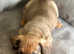 KC registered miniature dachshund puppies