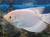 Giant gourami for sale