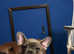 Blue brindal french bulldog