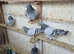 this birds racing
